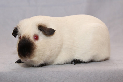 Himalayan guinea pig shop for sale